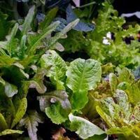 Salad days: Plant lettuces for fresh greens through spring