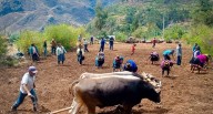 Presencia de lluvias beneficia la producción agrícola en Cusco