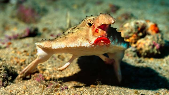 10 Weirdest Fish in the World: Batfish, Hairy Frogfish, and More