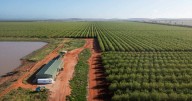 Major almond operation in the Riverina with water rights for sale