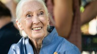 Jane Goodall: scientist who gave chimps names, not numbers