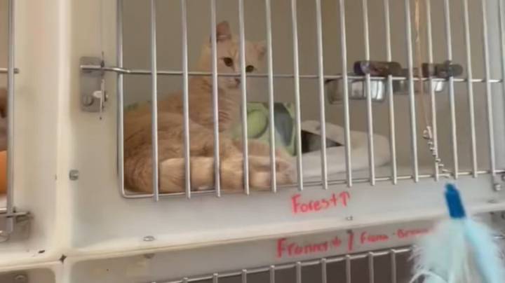 VIDEO: Over a dozen cats abandoned in Howes Cave park