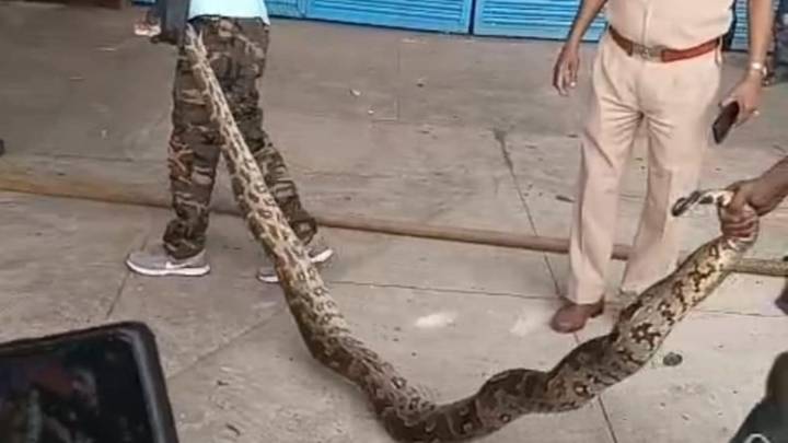 10-foot python spotted at Sukhna Lake rowing centre in Chandigarh