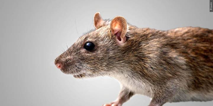 Rats & mice ready to move in across the Ozarks