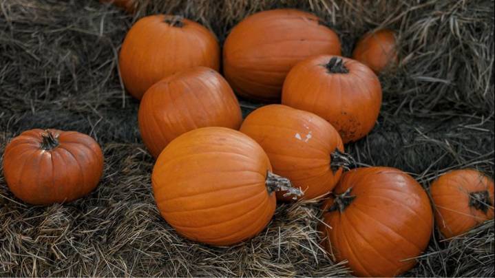 Annual pumpkin patch returns to Denham Springs for the fall season