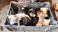 Tijuana firefighters rescue 10 puppies dumped into storm drain along busy highway
