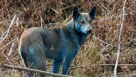 Blue Dogs Have Been Spotted In Chernobyl Exclusion Zone: What Is Going On?