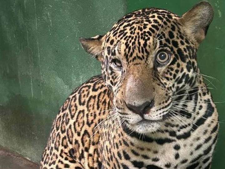 VIDEOS | Jaguar herido con más de 30 disparos es salvado en el río Negro