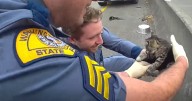 State troopers rescue kitten from I-5 in Pierce County, Washington State Patrol shares video
