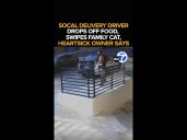 Delivery driver swipes family cat in WeHo