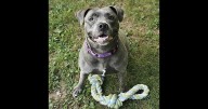 10 reasons to adopt a shelter dog -