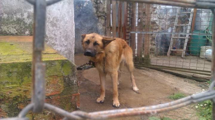 Un estudio explora la adicción de los perros a los juguetes