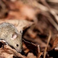 Covid virus changes sperm in mice, may raise anxiety in offspring: study