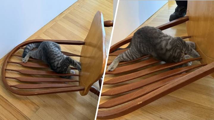 Fire crew met with ‘cat-astrophic’ surprise in Connecticut – NBC Bay Area