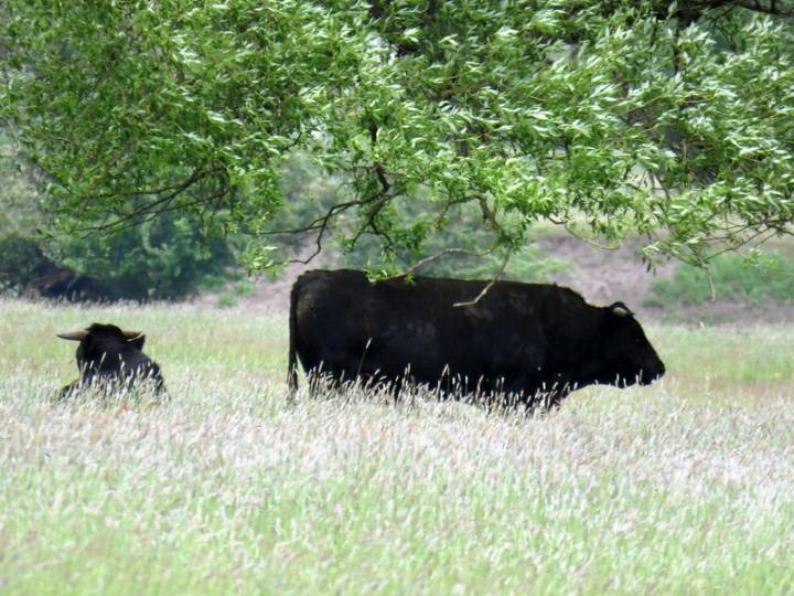 Poland reports outbreak of bluetongue disease in cattle, WOAH says
