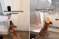 Apartment Dog Sees Backyard for the First Time—His Reaction Says It All