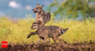 Why the ancient Indian wolf is slipping into extinction