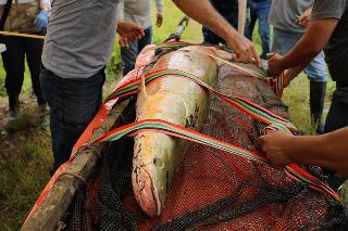 El paiche: usan genética para garantizar su calidad y adecuado consumo