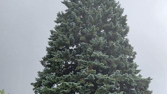 Michigan official Christmas tree chosen in Sault Ste. Marie. When it will be lit