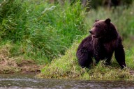 Grizzly bear attacks pair of hikers near Prince George