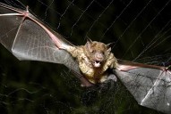 How tiny drones inspired by bats could save lives in dark and stormy conditions