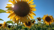 Hormonas vegetales: valioso hallazgo que mejorará la producción de girasol