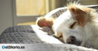 Tres métodos sencillos y eficientes para eliminar los pelos de tu mascota de la ropa