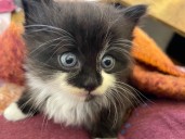 National Cat Day: Meet the kitties of the NEWS10 team