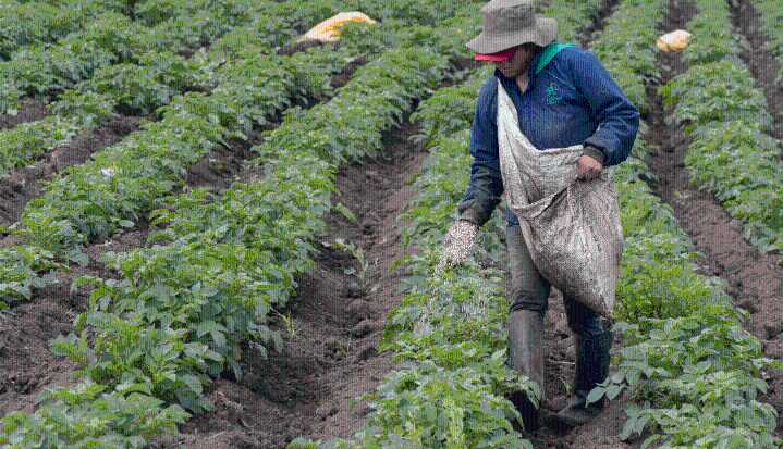 Apuesta por semillas autorizadas para fortalecer seguridad alimentaria y productividad agropecuaria