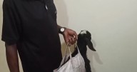 Odisha farmer brings goat to Collector’s hearing, seeks assistance