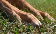 “El milagro entre los escombros: salvan a 13 perros y gatos de un apartamento lleno de desechos”