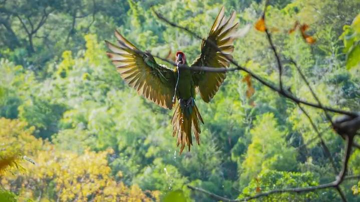 Tras lograr el rescate de la guacamaya verde, Conanp reconoce a Guacamayas Calentanas