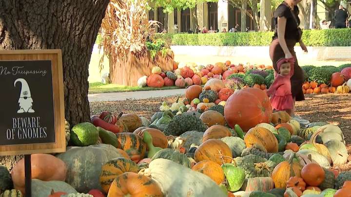 NorthPark Center Pumpkin Patch is both a photo op and a fundraiser