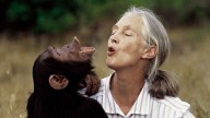 Muere la primatóloga británica Jane Goodall a los 91 años