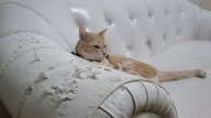 Cuida tus muebles si tienes mascotas en casa