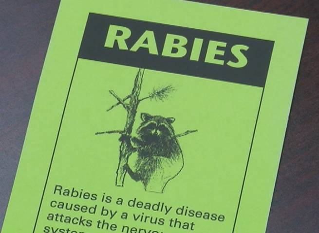 Raccoon found with rabies in Houston County