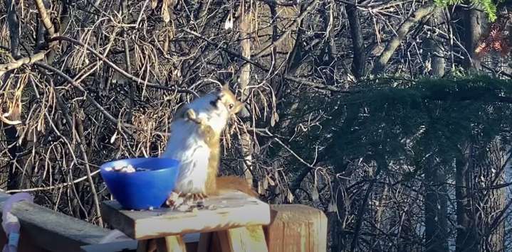Una ardilla comió peras fermentadas y terminó borracha