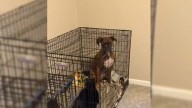 Indiana Woman Finds Her Dog Locked In Crate With A Surprising Companion