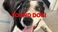 Is This Your Missing Pet? Found Dog in Clifton Park Awaits Its Family