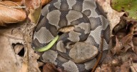 Watch your step: Maryland snakes are on the move as fall foliage peaks