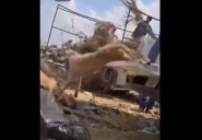 Indignación en Piedras Negras por lanzamiento de perros muertos por personal municipal