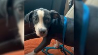 Fearful Florida Pup Finally Learns What It Means to Be Loved