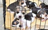 Frena Arteaga venta ilegal de animales en la Alameda