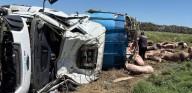 IMÁGENES ENVIADAS POR LA GENTE: volcó un camión con cerdos cerca de Chacabuco