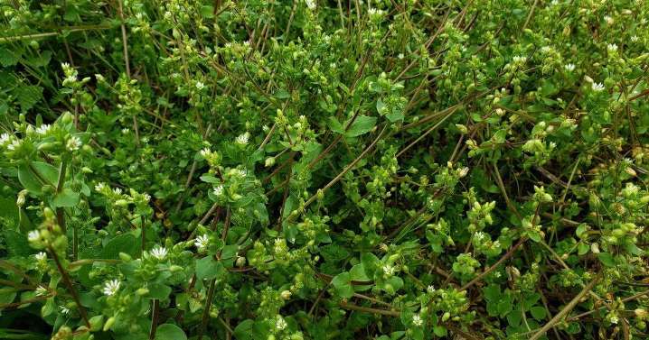 Herbicide Options for Managing Winter Annual Weeds in Small Grains