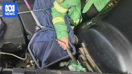 Tiger snake slides over passenger's foot during a drive on NSW far south coast