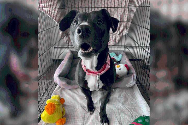 Abandoned dog finds forever home: 'Have the best adoption day ever Cherry!'