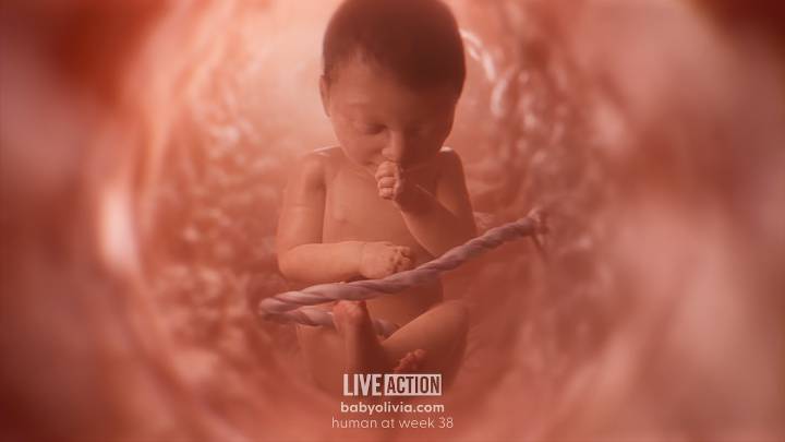 Ohio bill would require fetal development videos in schools