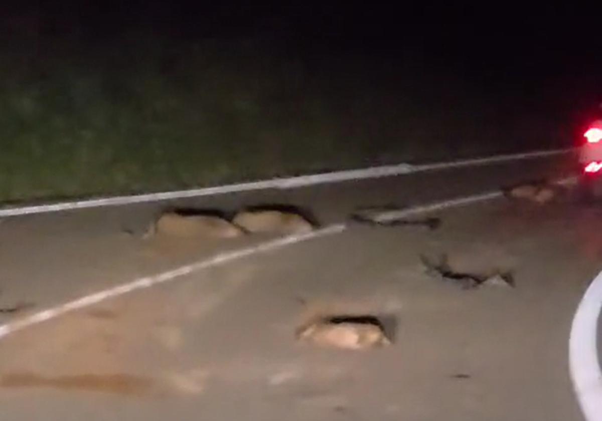 Un accidente deja cinco jabalíes muertos en la carretera que une Comillas y Cabezón