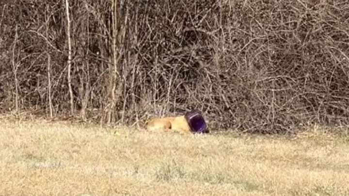 Illinois Rescuers Shocked To Find Dog Wandering Streets With Cheeseball Bucket Stuck On His Head